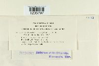 Puccinia convolvuli image