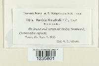 Puccinia convolvuli image