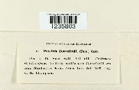 Puccinia convolvuli image