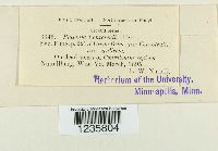 Puccinia convolvuli image