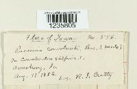 Puccinia convolvuli image