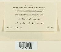 Puccinia convolvuli image