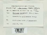 Puccinia convolvuli image