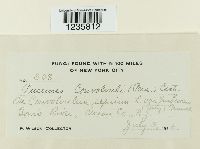 Puccinia convolvuli image