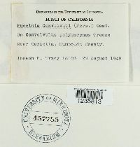 Puccinia convolvuli image