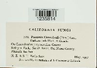 Puccinia convolvuli image