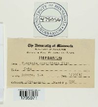 Puccinia coronifera image