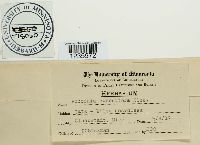 Puccinia coronifera image