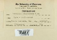 Puccinia coronifera image