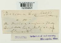 Puccinia coronifera image