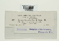 Puccinia coronifera image