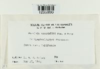 Puccinia coronifera image