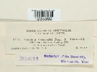 Puccinia coronifera image