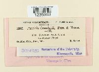 Puccinia coronifera image