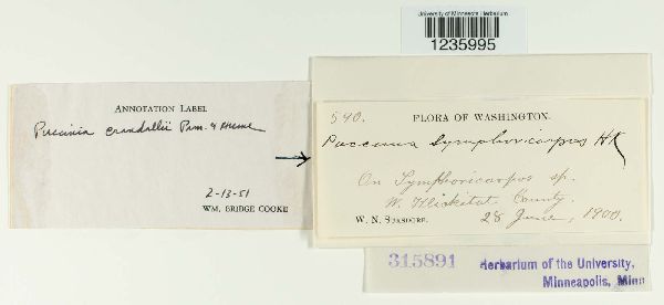 Puccinia coronifera image