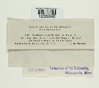 Puccinia coronifera image