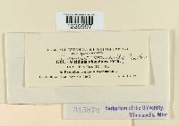 Puccinia coronifera image