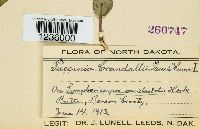 Puccinia coronifera image