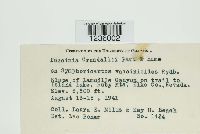 Puccinia coronifera image