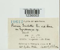 Puccinia coronifera image