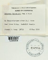 Puccinia coronifera image