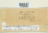 Puccinia coronifera image