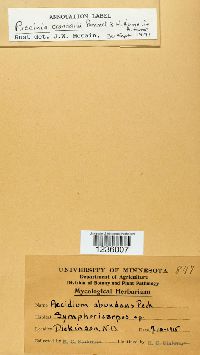 Puccinia coronifera image