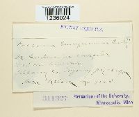 Puccinia cryptandri image