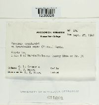 Puccinia cryptandri image