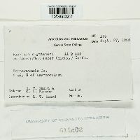 Puccinia cryptandri image