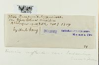 Puccinia cryptandri image