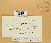 Puccinia cryptandri image