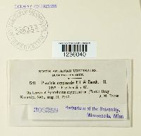 Puccinia cryptandri image