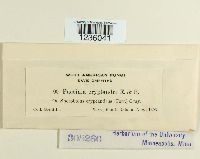 Puccinia cryptandri image