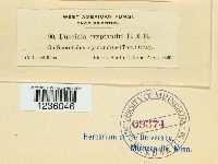 Puccinia cryptandri image