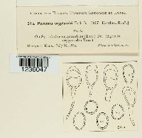 Puccinia cryptandri image