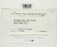 Puccinia cyani image