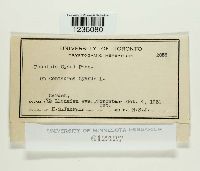 Puccinia cyani image