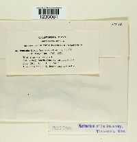 Puccinia cyani image