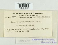 Puccinia cyani image