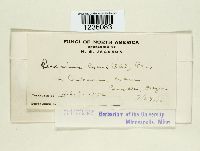 Puccinia cyani image