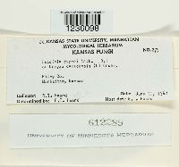 Puccinia cyperi image