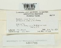 Puccinia cyperi image