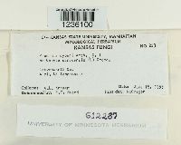 Puccinia cyperi image