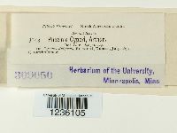 Puccinia cyperi image