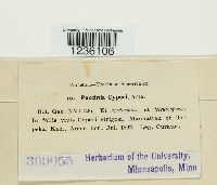 Puccinia cyperi image