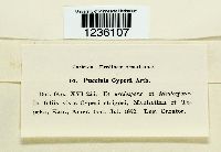 Puccinia cyperi image