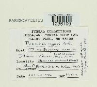 Puccinia cyperi image