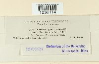 Puccinia cyperi image