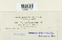 Puccinia cyperi image